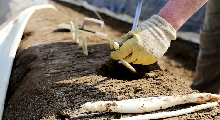 Spargelfeld Erntehelfer Foto iStock U J Alexander.jpg
